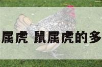 鼠属虎 鼠属虎的多大