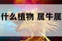属牛虎家里养什么植物 属牛属虎家里挂什么画好