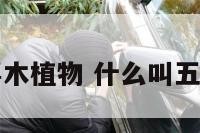 五行喜木植物 什么叫五行喜木