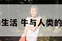 牛和人类的生活 牛与人类的关系及作用