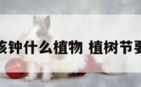 植树节应该钟什么植物 植树节要种什么树