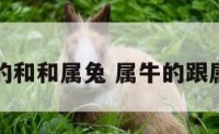 属牛的和和属兔 属牛的跟属兔的