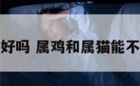 猫属鸡好吗 属鸡和属猫能不能合作