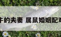属鼠和属牛的夫妻 属鼠婚姻配对什么生肖