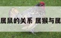 属猴的和属鼠的关系 属猴与属鼠相合吗