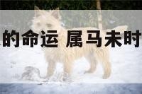 属马未时男人的命运 属马未时男人的命运怎么样