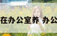 有什么树能在办公室养 办公室载什么树