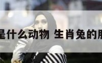 兔的朋友是什么动物 生肖兔的朋友与敌人