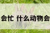 什么动物会忙 什么动物会忙中出错