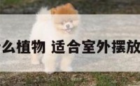 室外摆放什么植物 适合室外摆放的盆栽花卉
