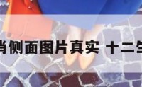 十二生肖侧面图片真实 十二生肖面像