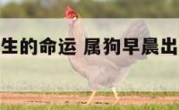 属狗早晨出生的命运 属狗早晨出生的命运好不好