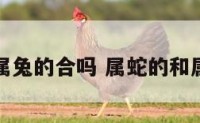 属蛇的与属兔的合吗 属蛇的和属兔的合吗