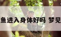 梦见大鱼进入身体好吗 梦见大鱼儿