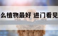 进门看见什么植物最好 进门看见什么植物最好呢