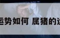 属猪人运势如何 属猪的运势怎样