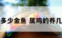 属鸡适合养多少金鱼 属鸡的养几条金鱼招财