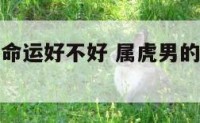 属虎的男人命运好不好 属虎男的命运一生怎么样