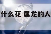 属龙的人适合什么花 属龙的人什么花可以带来好运