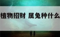属兔种什么植物招财 属兔种什么植物招财最好