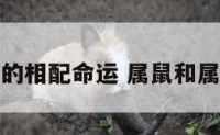 属鼠和属鼠的相配命运 属鼠和属鼠的相配吗
