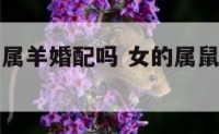 女属鼠跟男属羊婚配吗 女的属鼠和男的属羊结婚好吗