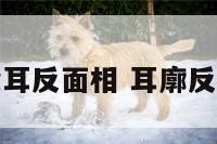 耳朵耳反面相 耳廓反的人