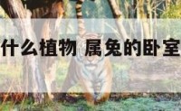 属兔卧室养什么植物 属兔的卧室适合什么颜色