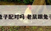 老鼠与兔子配对吗 老鼠跟兔子配不配