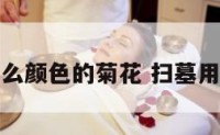 扫墓买什么颜色的菊花 扫墓用哪种菊花