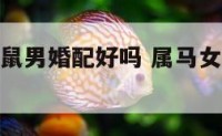 属马女和属鼠男婚配好吗 属马女和属鼠男合适吗