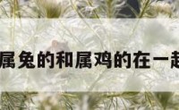 兔跟属鸡 属兔的和属鸡的在一起会破财吗