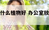 办公室上摆什么植物好 办公室放什么植物好又旺财大型