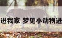 梦见小动物进我家 梦见小动物进家门怎么样