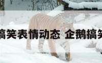 企鹅搞笑表情动态 企鹅搞笑动图