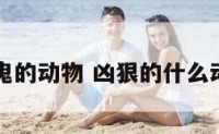 凶鬼的动物 凶狠的什么动物