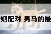 男马属相婚姻配对 男马的最佳婚配生肖