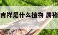 属猪的植物吉祥是什么植物 属猪的什么植物可以旺财?