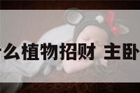 主卧摆放什么植物招财 主卧放什么绿植