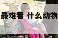 什么动物最丑最难看 什么动物最丑最难看图片