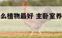 主卧室养什么植物最好 主卧室养什么植物最好最旺家