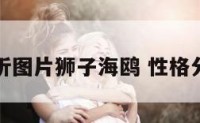 性格分析图片狮子海鸥 性格分析介绍
