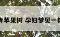 孕妇梦见青苹果树 孕妇梦见一树的青苹果