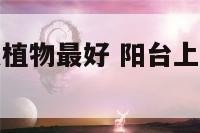 在阳台种什么植物最好 阳台上适合种植的植物