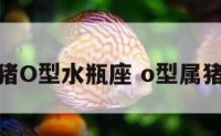 属猪O型水瓶座 o型属猪女