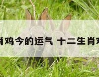 十二生肖鸡今的运气 十二生肖鸡的运势