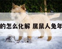 鼠年属兔的怎么化解 属鼠人兔年运势如何