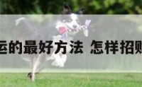 招财转运的最好方法 怎样招财转财运