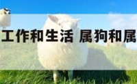 属狗和属虎工作和生活 属狗和属虎工作和生活合财吗