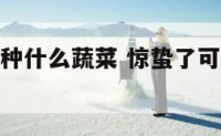 惊蛰了可以种什么蔬菜 惊蛰了可以种什么蔬菜呢